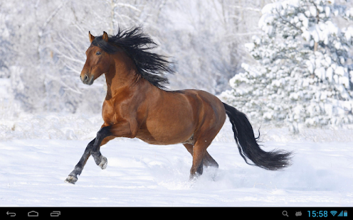 Horses Live Wallpaper Screenshots 5