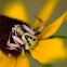White-Banded Crab Spider