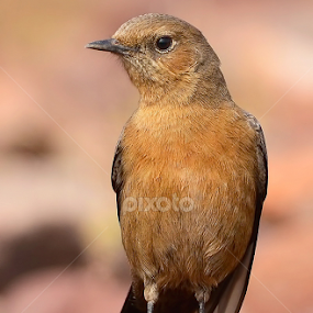 Brown Rock-chat by Kulesh Boruah - Animals Birds