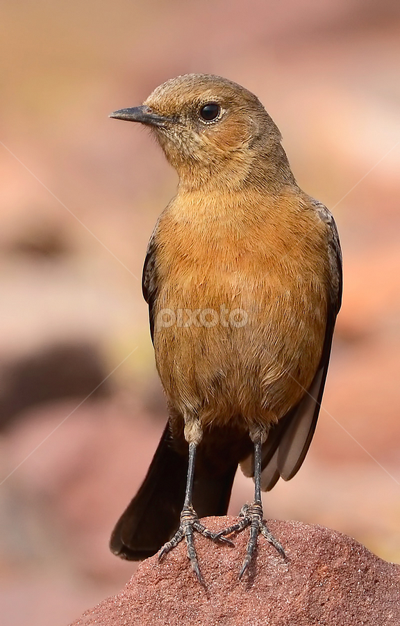 Brown Rock-chat by Kulesh Boruah - Animals Birds