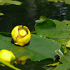 Yellow Pond-lily