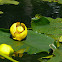 Yellow Pond-lily