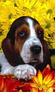 How to download Basset Hounds Jigsaw Puzzle patch 1.0 apk for pc