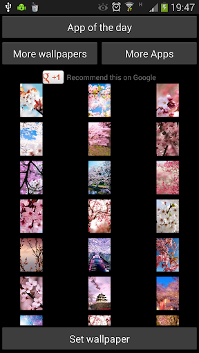 Cherry Blossom for WhatsApp