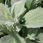 Mint Leaf Beetle