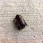 Patent Leather Beetle
