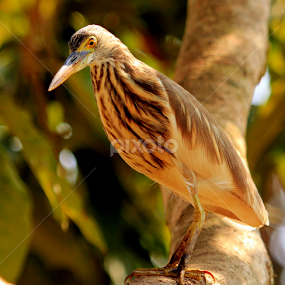 Pond Heron by Madhujith Venkatakrishna - Animals Birds
