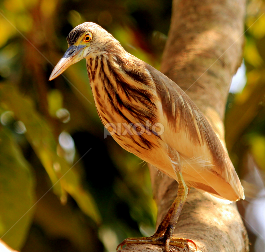 Pond Heron by Madhujith Venkatakrishna - Animals Birds