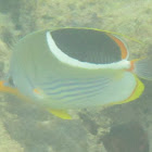 Saddleback Butterflyfish