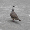 Spotted Dove