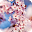 Fantasy Sakura Live Wallpaper Download on Windows