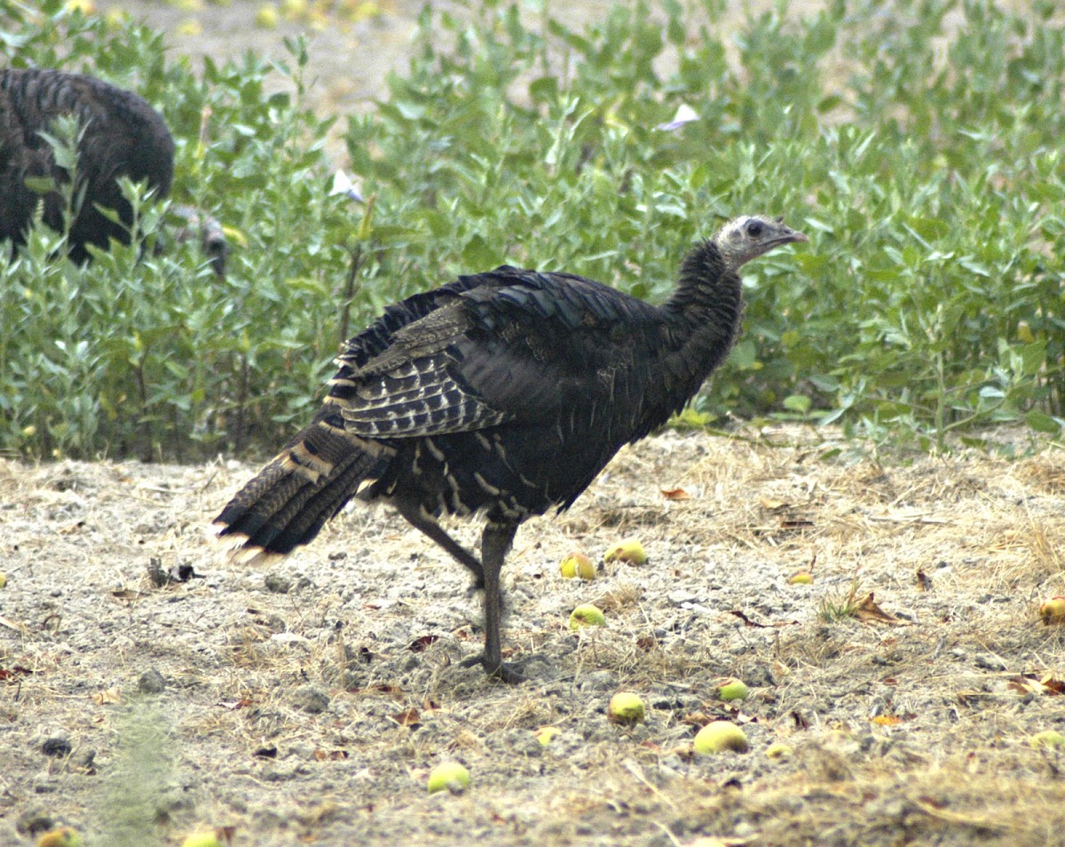 Wild Turkey (Female)