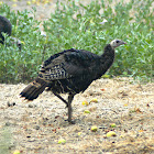 Wild Turkey (Female)