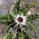 Silver thistle