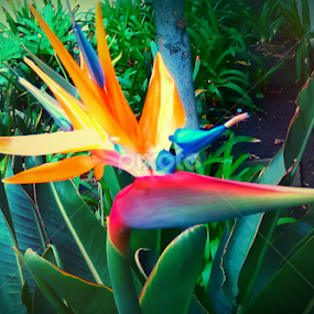 Bird of Pararadise by Lilly Revheim - Flowers Single Flower