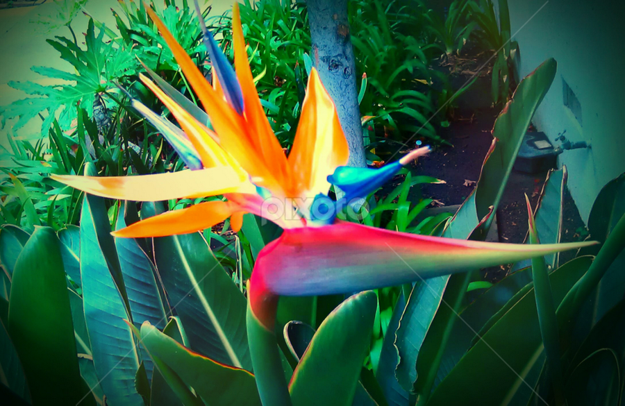 Bird of Pararadise by Lilly Revheim - Flowers Single Flower