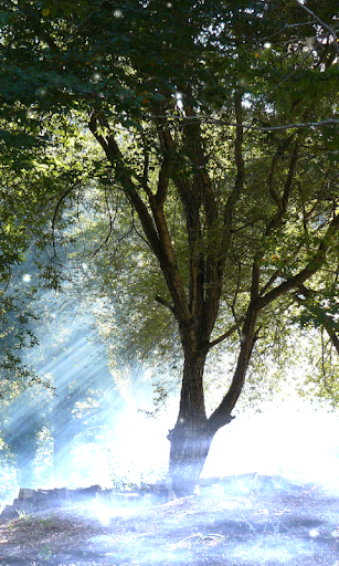 Forest Wallpaper