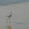 Willet