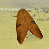 Thyas sp. (Noctuidae: Catocalinae)