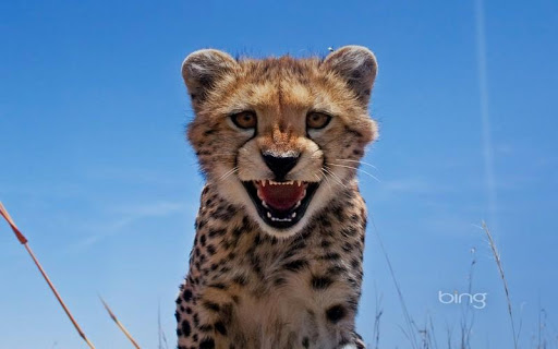 【免費個人化App】cheetah HD Wallpaper-APP點子