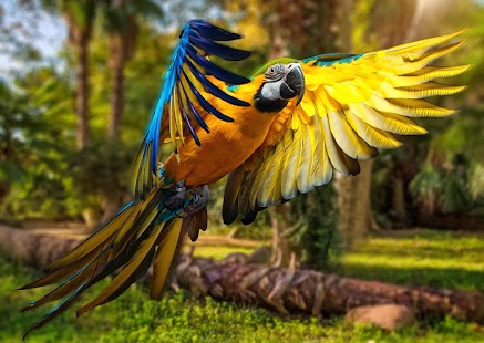 Parrot Wallpaper Screenshots 12