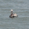 Brown Pelican