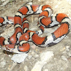 Red Milk Snake