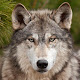 Wolf Wallpapers APK