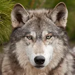 Wolf Wallpapers Apk