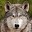 Wolf Wallpapers Download on Windows