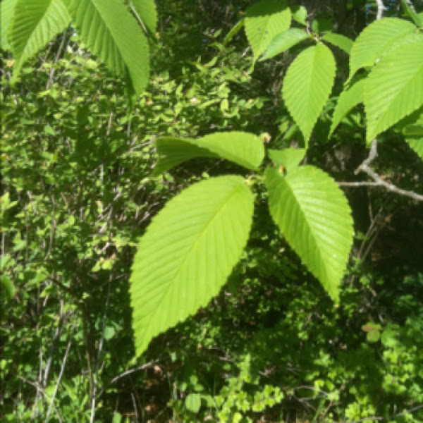 Wisconsin Trees and Plants ID Project Noah