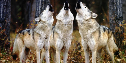 Wild Wolves Live Wallpaper