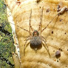 Two Tailed or Tree Trunk Spider