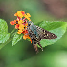 Long-Tailed Skipper Butterfly