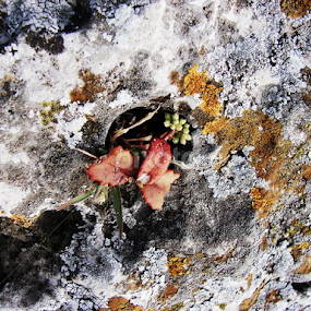 Costesti-Stinca by Doina Arnaut - Nature Up Close Rock & Stone