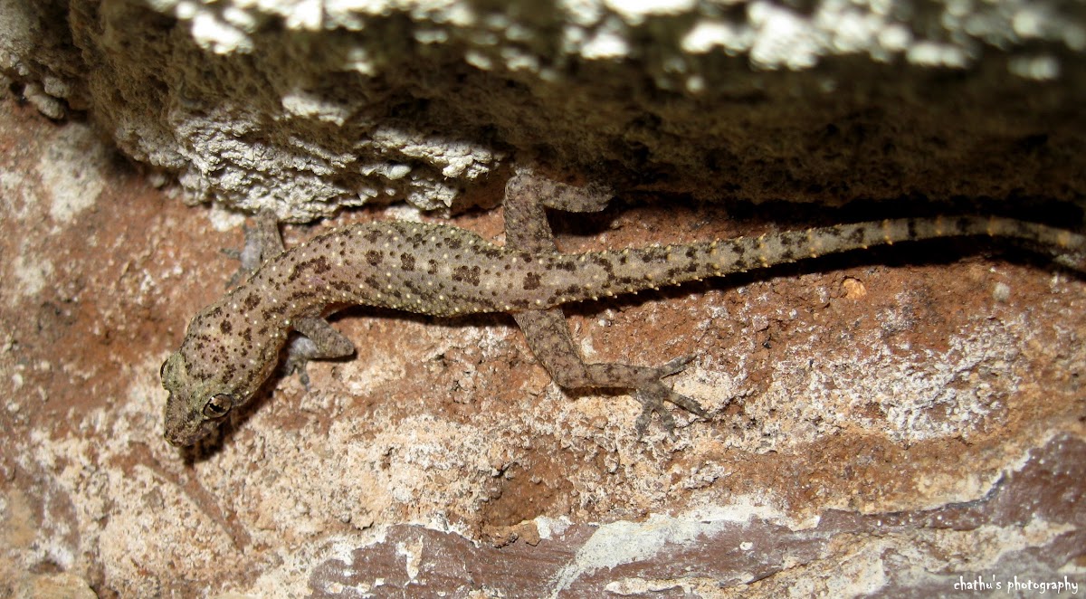 Sri Lankan House Gecko