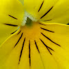 Yellow Trailing Pansy