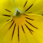 Yellow Trailing Pansy