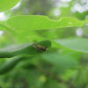 Clover Head Caterpillar Moth