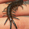 Blue-legged Centipede