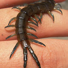 Blue-legged Centipede
