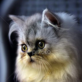 BRANDON by Gigih Rasunajati - Animals - Cats Kittens