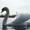 Mute Swan  (Höckerschwan)