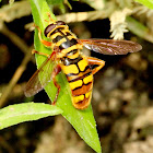Yellowjacket hoverfly