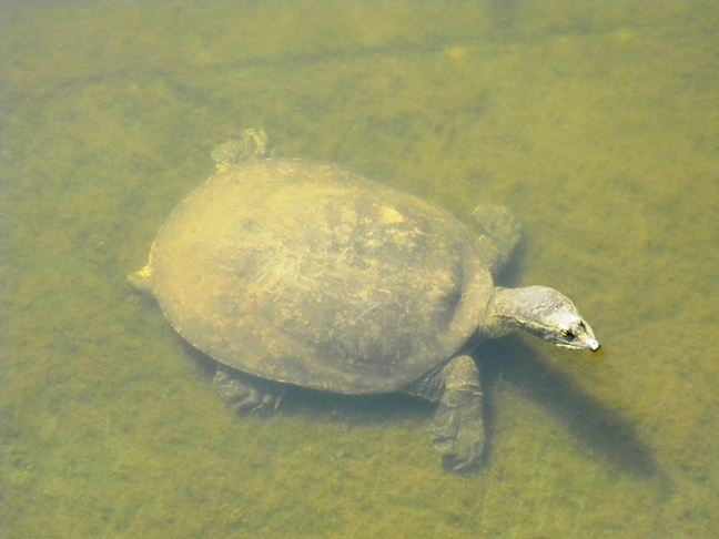 midland smooth softshell turtle