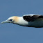 Northern gannet (adult)