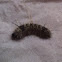 Hickory tussock moth