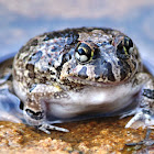 Common Froglet