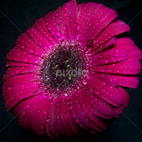 by Wendell Kennedy - Flowers Single Flower