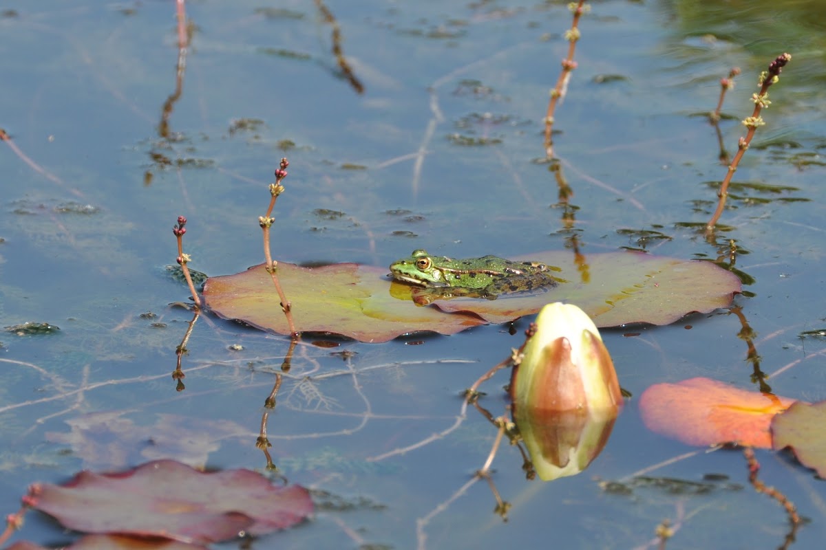 Bastaardkikker, Edible frog